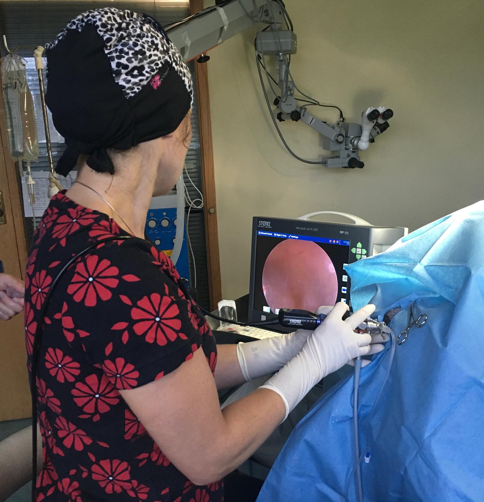 endoscopy in progress