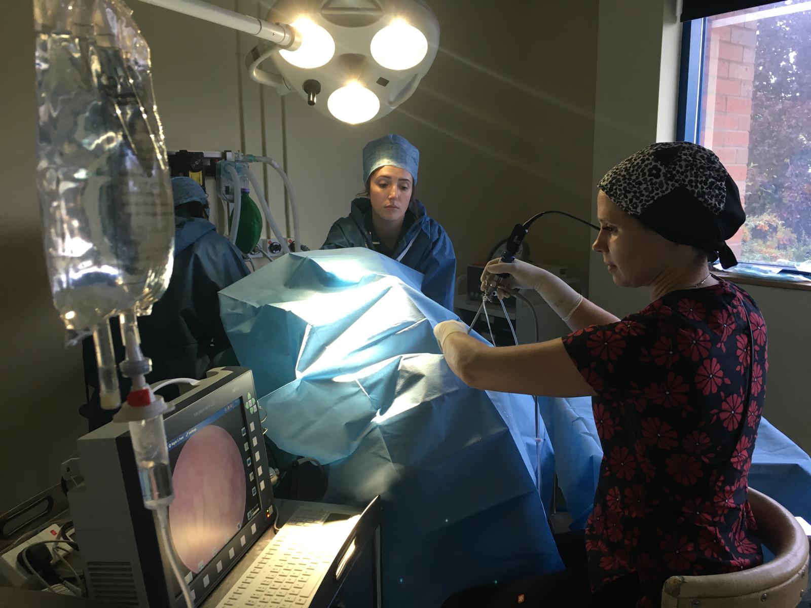 endoscopy in progress